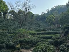 -十八棵（老龙井）御茶园(老龙井店)