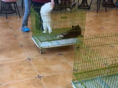-Let's go狗咖·猫咖·奶狗·桌游(春熙路IFS店)