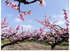 -南汇水蜜桃采摘(大团店)