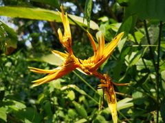 -海南热带野生动植物园