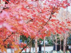 -宁海安岚·南溪阁全日餐厅