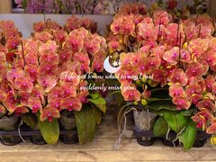 -双季花艺园艺市场(浦东店)