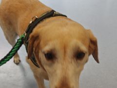 -宠物星动物医院·眼科·异宠·猫科(江南大道总院)