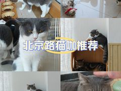 -Catmate·猫肥家润(金润铂宫店)