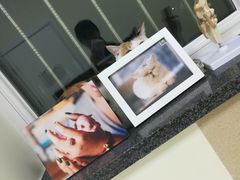 -美联众合动物医院·24h京西诊疗中心