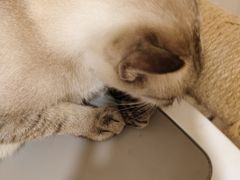 -共舞时光猫咖·狗咖(新街口店)