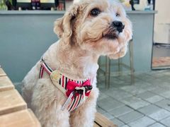 -芭比堂动物医院广州顽皮分院