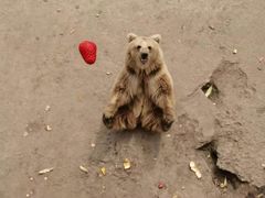 -哈尔滨北方森林动物园