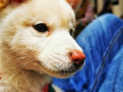 -逗柴咖啡屋·狗咖猫咖宠物桌游