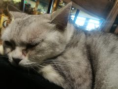 -more than meow吴止猫主题餐厅(承德 中船汇店)