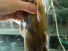 这里的大嘎鱼又大又鲜-荣德灶台鱼(圣泉寺店)