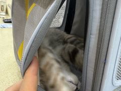 -天宠宠物医院24小时·急重症诊疗中心·全科·腔镜特色(和平分院)