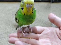 -上海大自然野生昆虫馆(东方明珠·爬宠昆虫探索中心)