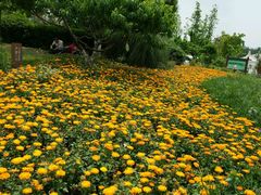 -白鹭湾湿地公园