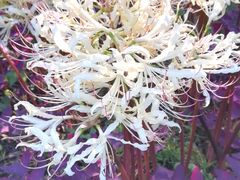 -白塘生态植物园