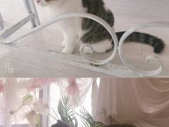 -共舞时光猫咖·狗咖(新街口店)