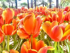 -洛阳郁金香牡丹园