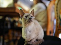 -more than meow吴止猫主题餐厅(承德 中船汇店)