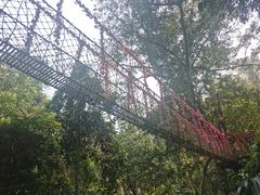 -西双版纳原始森林公园