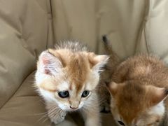 -翊宠yipet猫狗购宠庄园犬舍•猫舍