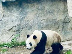 -上海野生动物园