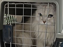 -宠颐生猫科·内科皮肤科(西平世纪城店)