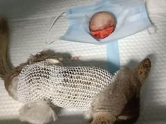 -菲尔斯特宠物医院