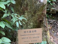 -西双版纳原始森林公园