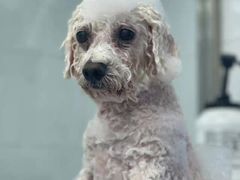 -欧奕国际动物医院