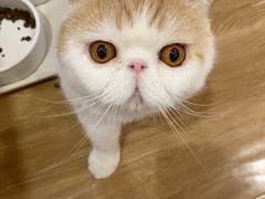 -滚猫咖啡·猫咖·猫友好撸猫(未来城店)
