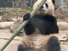 -都江堰中华大熊猫苑