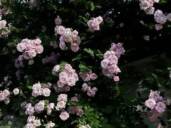 -南山植物园
