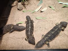 -费瑟代尔野生动物园