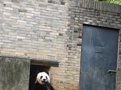-都江堰中华大熊猫苑