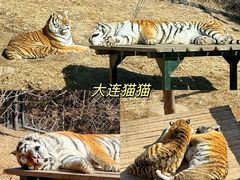 -大连森林动物园