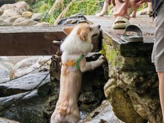-石台牯牛降景区