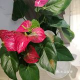 强力推荐这家店