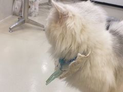 -共舞时光猫咖·狗咖(新街口店)