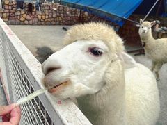 -J Create城市露营咖啡·简餐·宠物(上海动物园店)