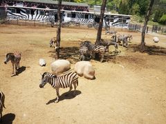 -大连森林动物园