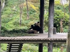 -中国大熊猫保护研究中心雅安碧峰峡基地