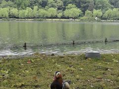 -杭州西子湖四季酒店-WL BISTRO西湖餐厅(灵隐路店)