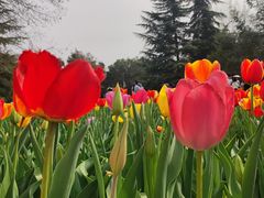 -洛阳郁金香牡丹园