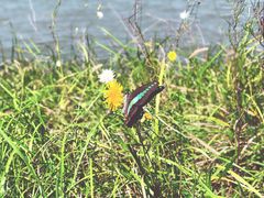 -上海滴水湖皇冠假日酒店