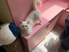 -毛绒耶耶撸宠馆·猫咖·狗咖·荷兰猪咖