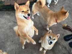 -柴犬高等学院·狗咖·柴犬售卖·宠物训练