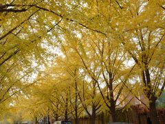 -三里屯东五街银杏大道