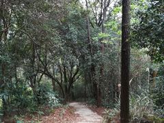 -黄埔油麻山森林公园