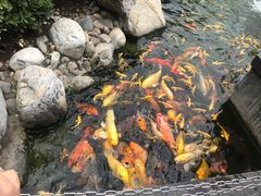 -西村日本料理(香格里拉饭店)