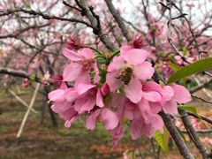 -天适樱花悠乐园